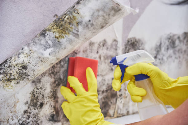 Best Black Mold Removal  in Greenville, OH